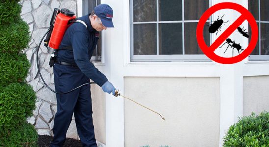 Muğla Fare İlaçlama böcek ilaçlama ve haşere kontrolü — ilaclama-tr.com